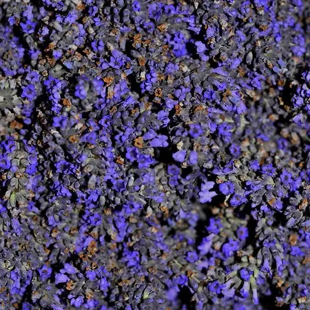 Apartamento Veselko *